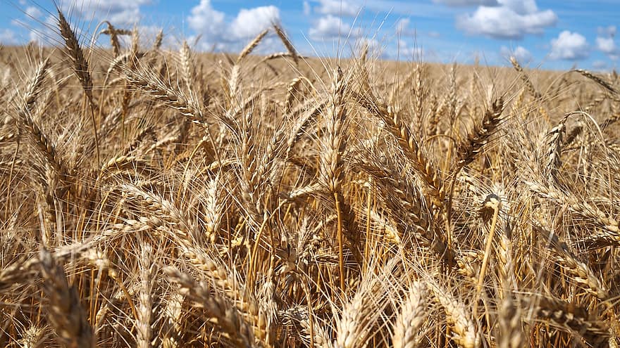 小麦、フィールド、粒、空、収穫、穀物、ファーム、風、植物、自然