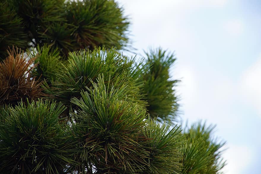 Pine Tree, Pine Needles, tree, green color, coniferous tree, plant, leaf, branch, forest, backgrounds, close-up