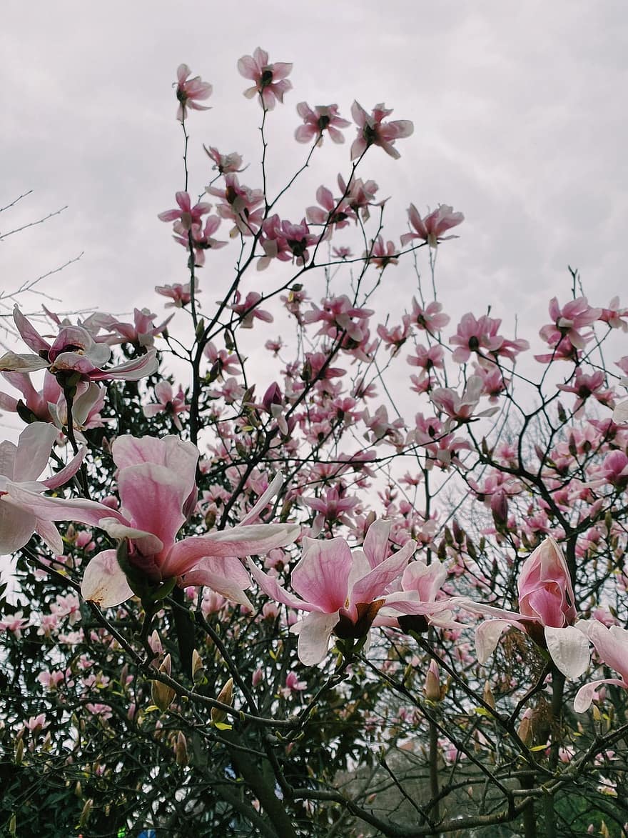 ziedi, magnolija, pavasarī, botānika, makro, raksturs, parks, tītara, rozā krāsa, zieds, augu