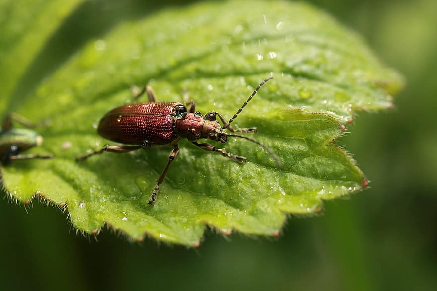 Kumbang Buluh, kumbang, hijau, kumbang daun, serangga, alam, makro, hewan, margasatwa, chitin, taman