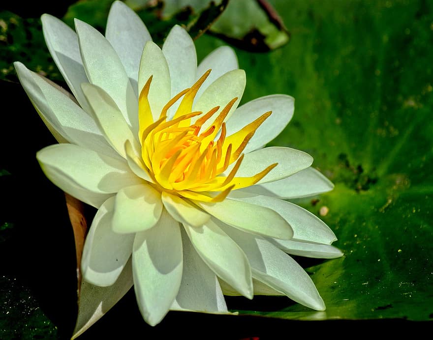 Lilia wodna, kwiat, roślina, biały kwiat, płatki, podkładka lilii, roślina wodna, Natura