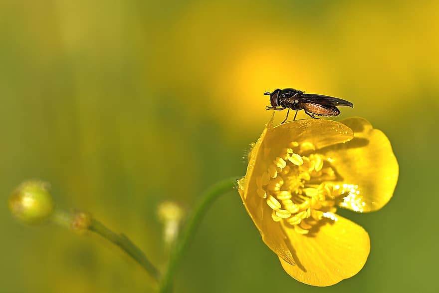 hover fly, insectă, inflori, a inflori, roua diminetii, luncă, a închide, macro, floare, galben, plantă