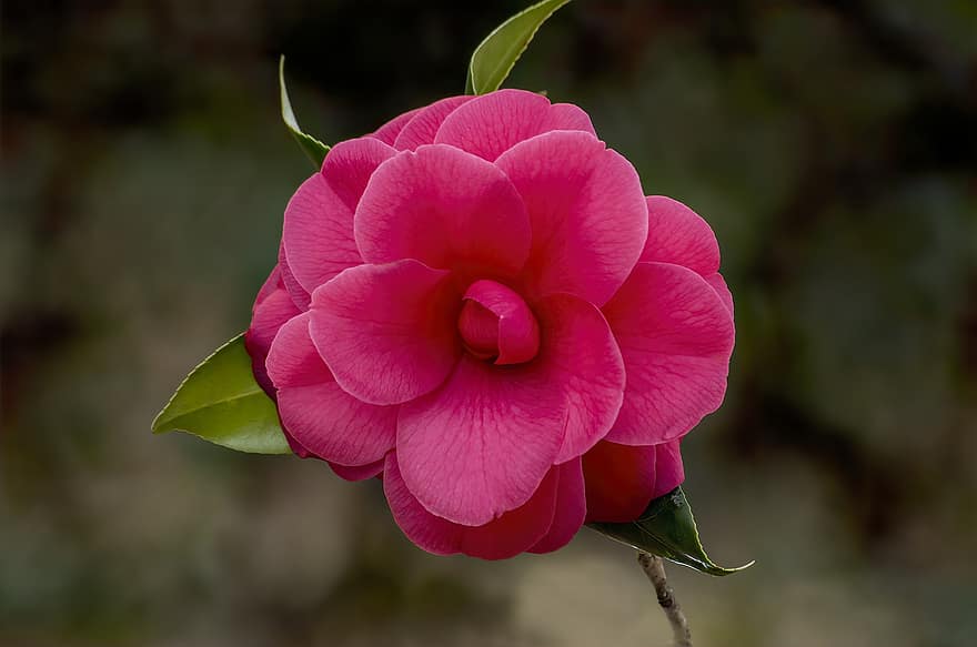 камелия, цветок, розовый, розовый цветок, розовые лепестки, цветение, цвести, Флора, цветоводство, садоводство, ботаника