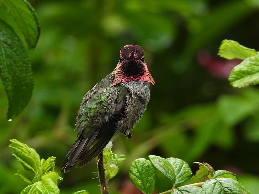 Ruby Trotté, colibri, sauvage, oiseau, coloré