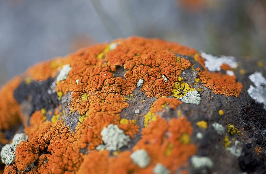 Lichen, Orange, Moss, Stone, Grey, Nature, Texture, Pattern, Wilderness, Plant, Organism