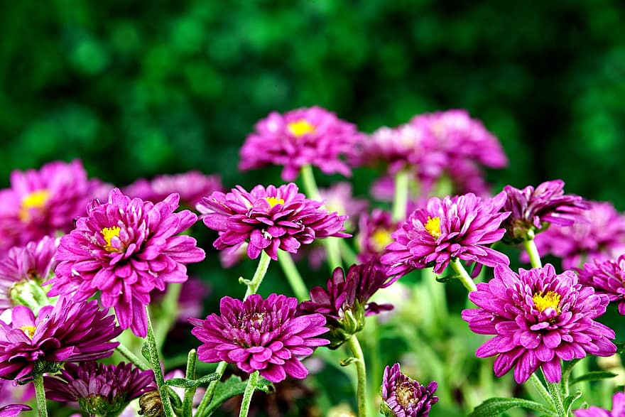 хризантемы, цветы, фиолетовые цветы, лепестки, фиолетовые лепестки, цветение, цвести, растения, Флора, природа