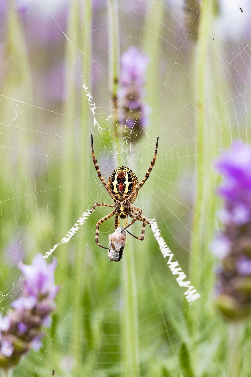 edderkop, spindelvæv, bytte, netting, indpakning, edderkoppespind, web, arachnid, leddyr, dyr, dyreliv