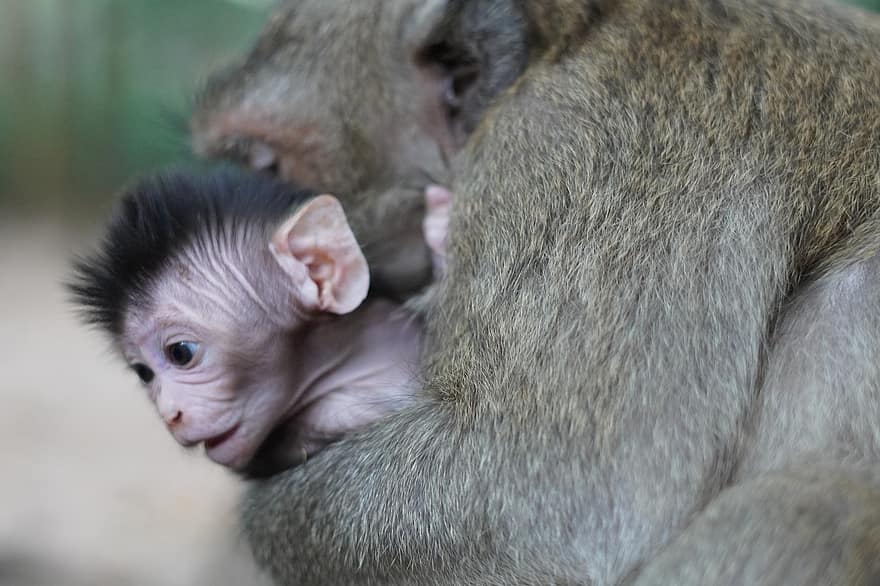 赤ちゃん猿、かわいい猿