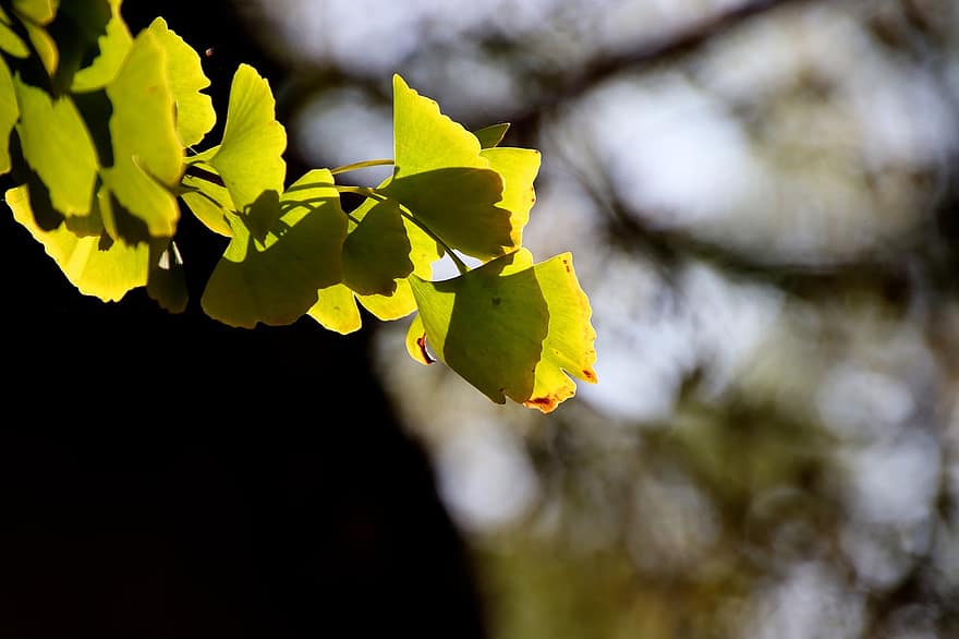 Miłorząb dwuklapowy, liście miłorzębu japońskiego, drzewo miłorzębu, Natura, spadek, jesień