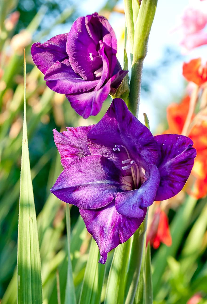 Nature, Flower, Gladiolus, Purple, In The Summer Of