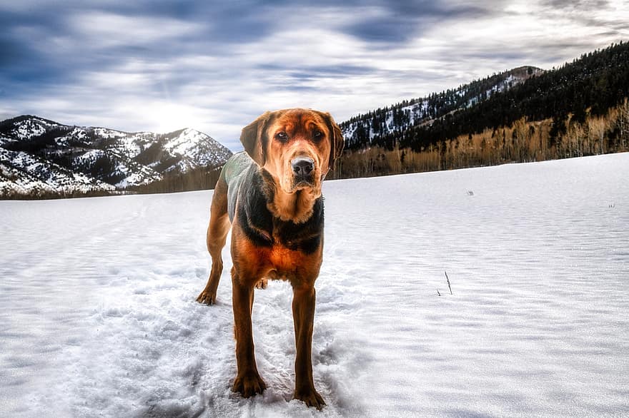 hund, kæledyr, hunde, dyr, pels, snude, pattedyr, vinter, sne, hund portræt