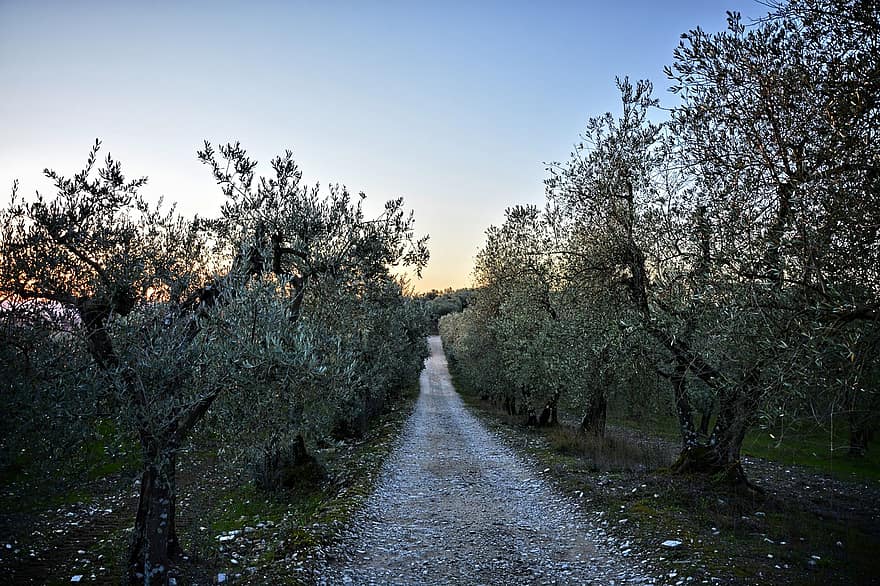 grusvei, vei, oliventrær, trær, landevei, landlig, landsbygda, florence, Toscana, Italia, natur