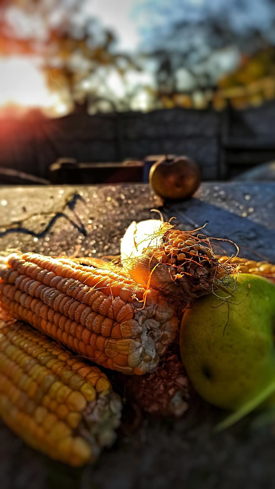 Corn, Food, Harvest, Maize, Vegetable, Produce, Organic, Healthy, Sunlight