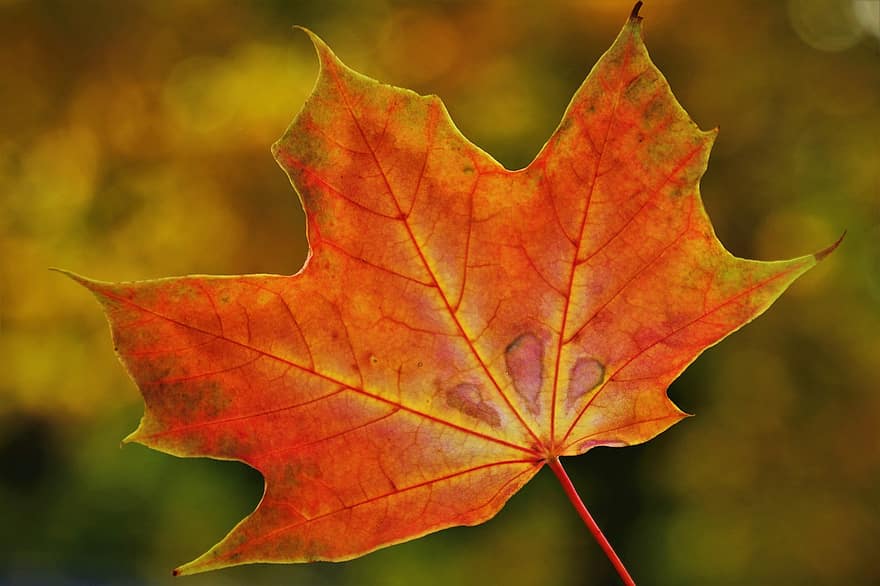 잎, 살았던, 단풍잎, 가을 잎, 화려한 가을, 가을의 색, 자연