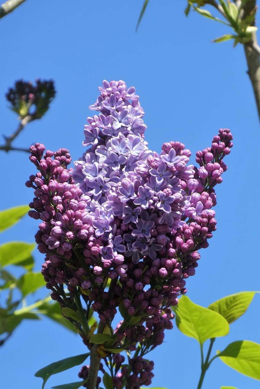 ライラック、紫色の花、庭園、自然、春、花、フラワーズ、ブッシュ