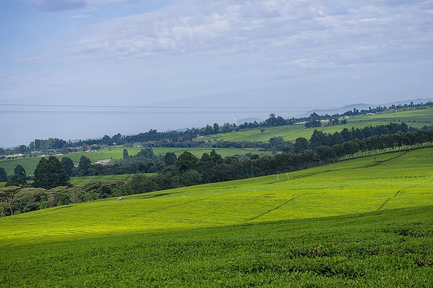 чайна плантация, Земеделие, Кения, селско стопанство, природа, околност, селски