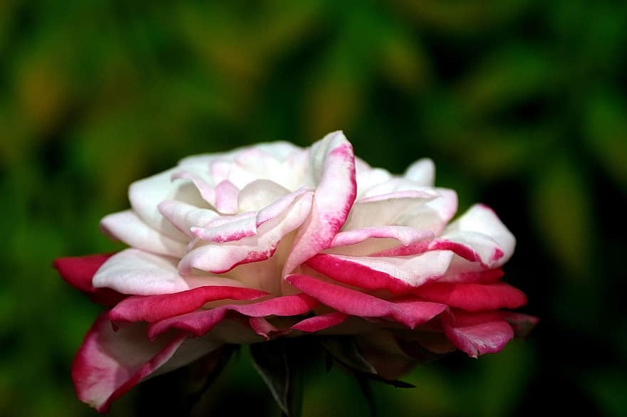 Rosa, flor, flor rosa, pétalos, pétalos de rosa, floración, flora, naturaleza