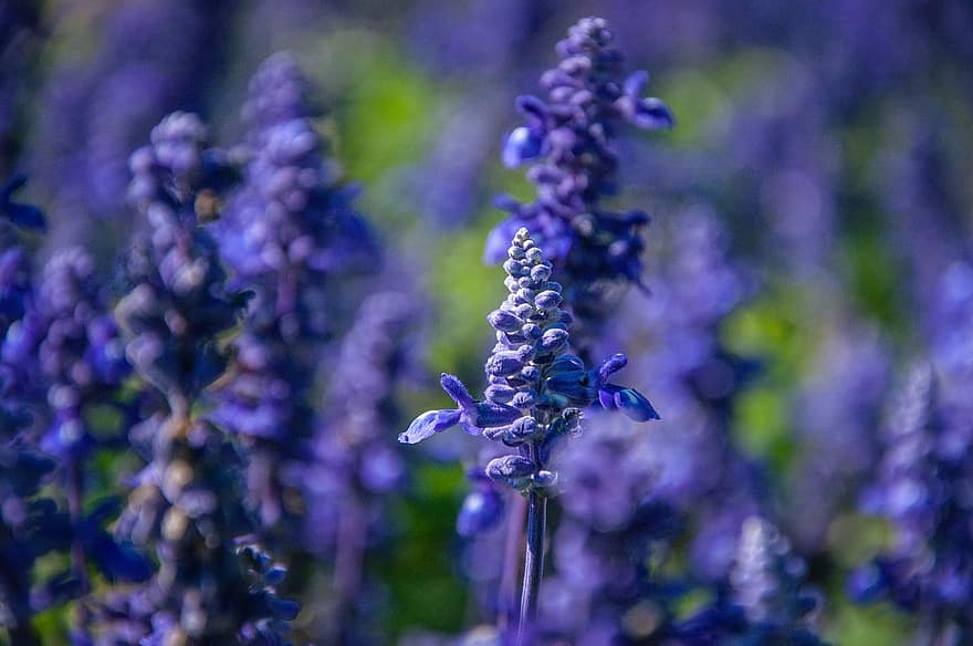 ungu, lavender, bunga-bunga, tanaman, musim semi, lingkungan Hidup, di luar ruangan, fokus, taman