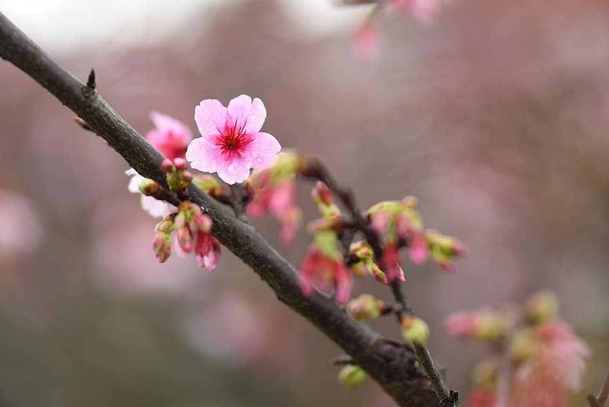květiny, sakura, cerasus campanulata, okvětní lístky, větev, pupeny, strom, flóra, květ, detail, rostlina