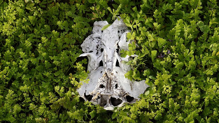 Greenery, Bone, Skeleton, animal skull, animals in the wild, animal bone, pattern, animal head, animal skeleton, green color, close-up