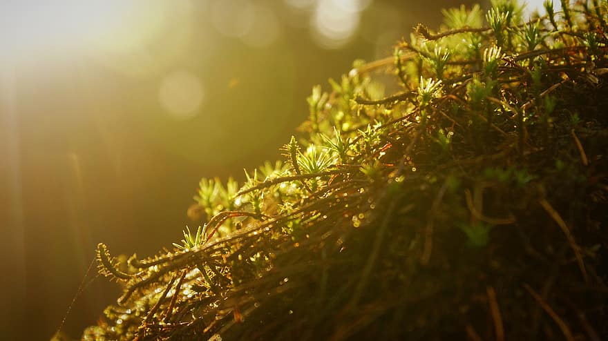 Moss, Sunlight, Close Up, Macro, Bokeh, Forest, Sunrise, Nature, Light, Forest Floor, Vegetation