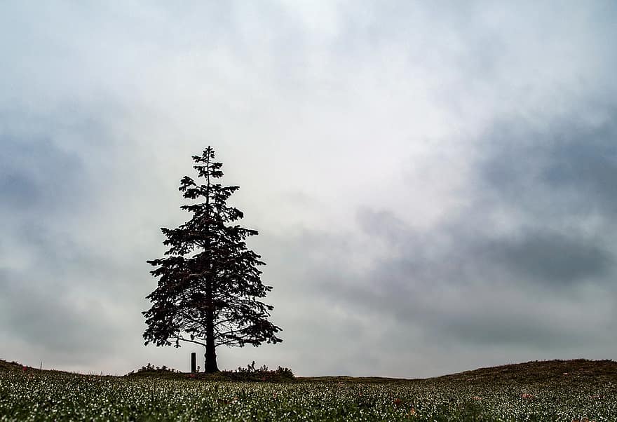 boom, silhouet, veld-, vallei, eenzaamheid, koude, wolken, natuur, landschap, alleen