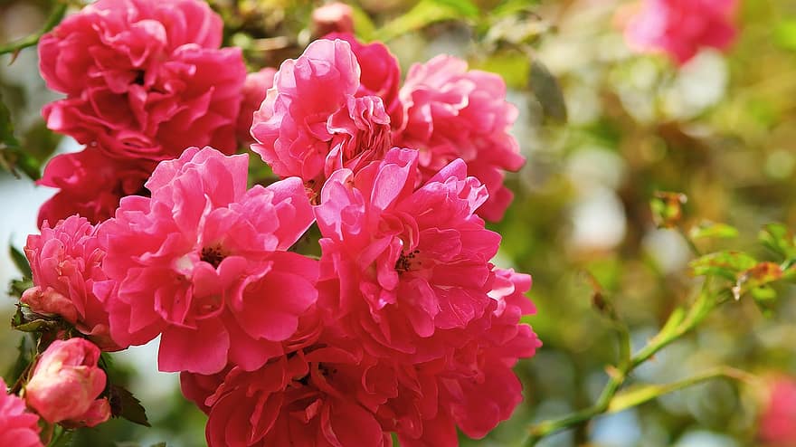 Rosa selvatica, natura, giardino, Rose, flora, rosa canina, fiori selvatici, estate
