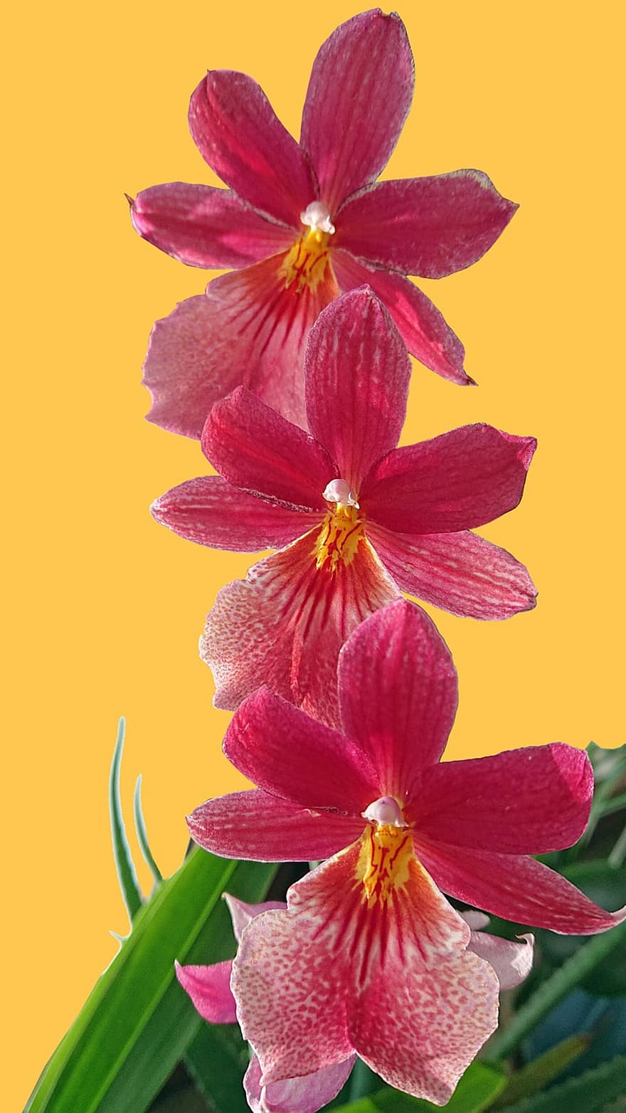 Flowers, Orchid, Plant, Red, Houseplant, Potted Plant, Bloom, Nature, Blossom, Growth, close-up