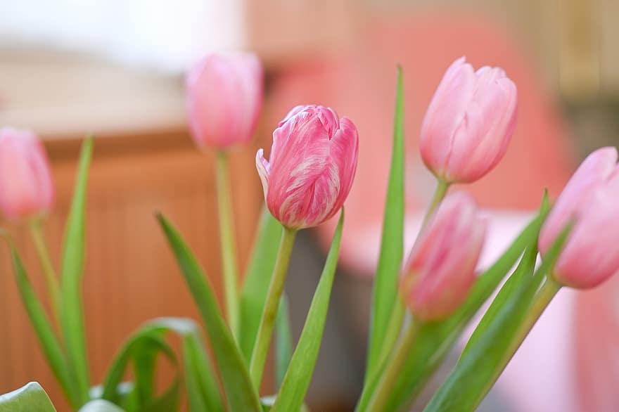tulipanes, las flores, pétalos, ramo de flores, arreglo floral, flor, floración, primavera, flora, naturaleza