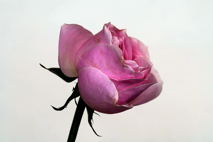 floare, Trandafir, Trandafir roz, a crescut floare, petale, petale de trandafir, a inflori, inflori, floră, a închide, petală