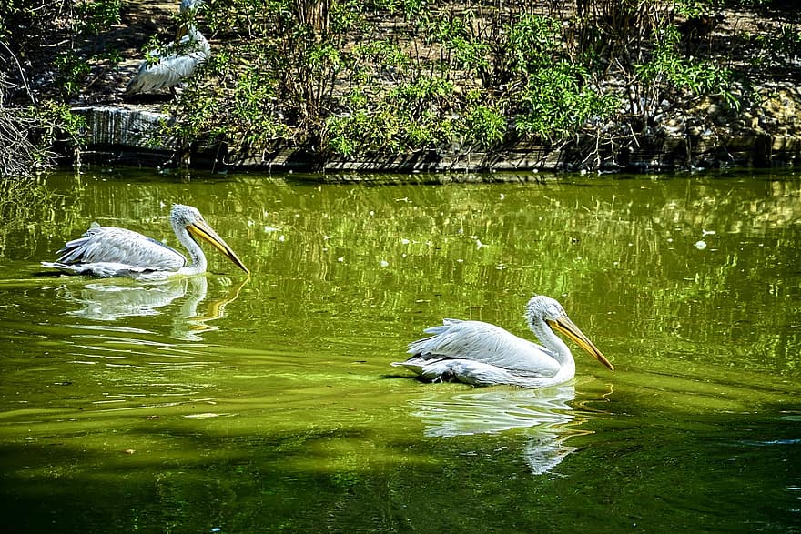 França, grande pelicano branco, lago, pássaro, pelicano, parque, Parque de pássaros