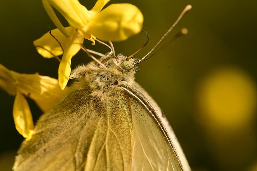 drugelis, vabzdys, gėlė, didelis baltas drugelis, antenos, sparnai, nektaras, augalų, sodas, pobūdį, makro