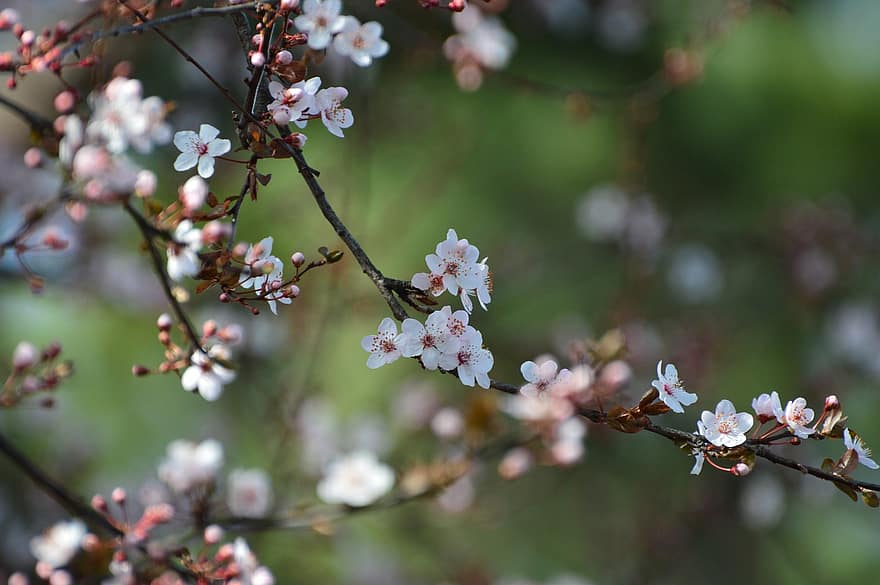 kirsikankukkia, sakura, kukat, sakura-puu, valkoiset kukat, kukinta, kukka, kasvisto, luonto