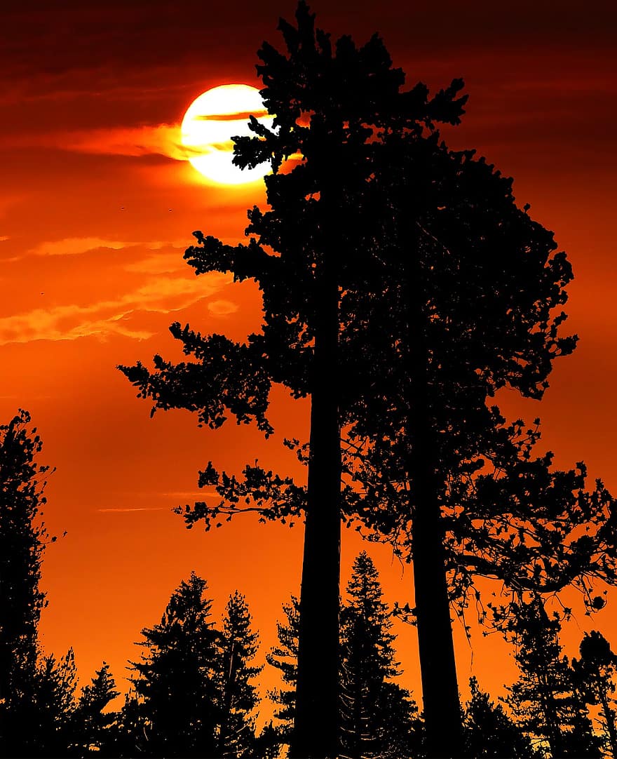 posta de sol, bosc, sequoia, Amèrica, arbres, naturalesa, cel, crepuscle, llum, silueta, estiu