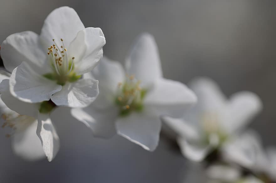 sakura, las flores, Flores de cerezo, pétalos blancos, pétalos, floración, flor, flora, Flores de primavera, naturaleza, de cerca
