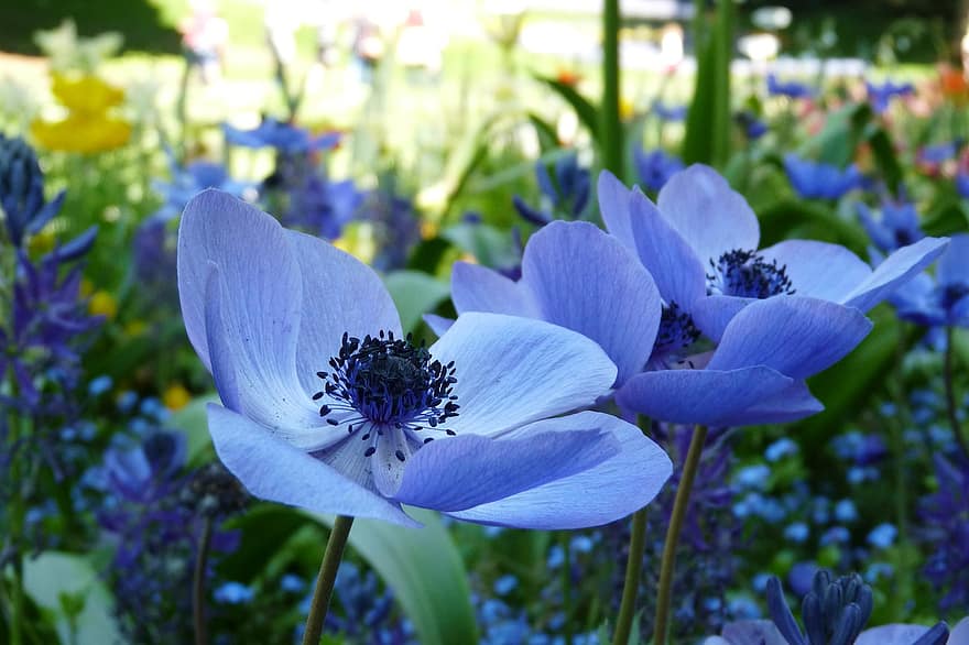 fleur, Floraison, Mainau, bleu