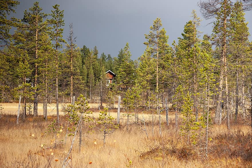 pasislėpti, kotedžas, miškas, pelkė, pobūdį, ruduo, Laplandija, Suomija, medis, kraštovaizdį, kaimo scenoje