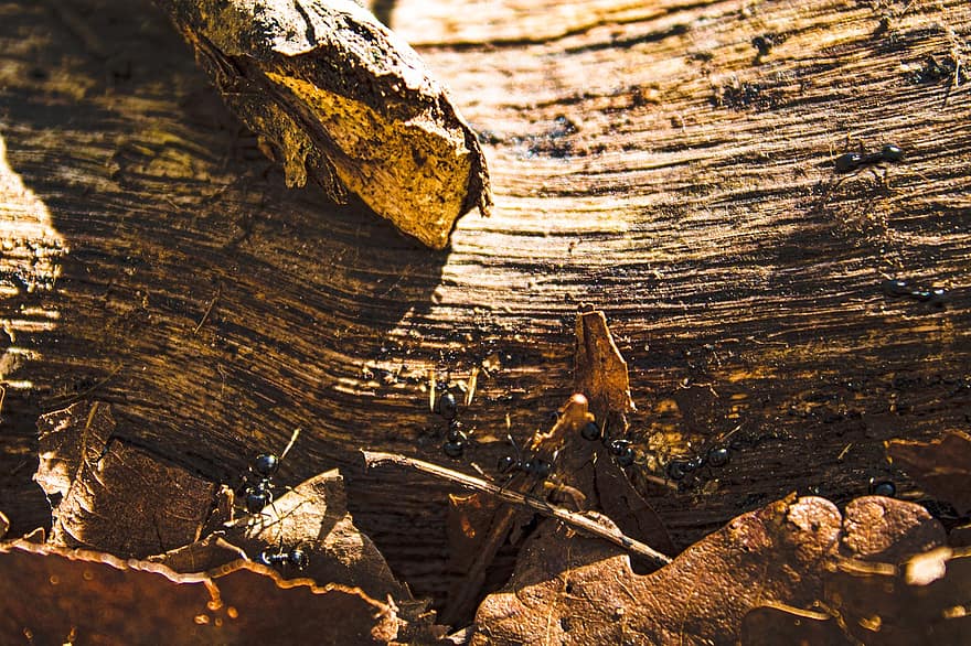 lesní podlaha, listy, mravenci, hmyz, Příroda, starý, strom, les, dřevo, detail, vzor