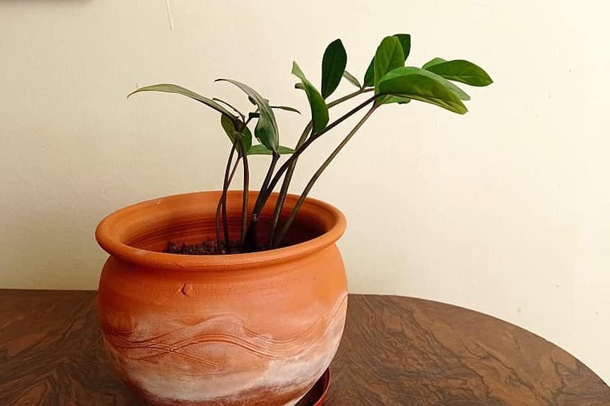 pianta, pentola, decorativo, pianta in vaso, vaso, le foglie, pianta della casa, minimalista, decorazione, scrivania