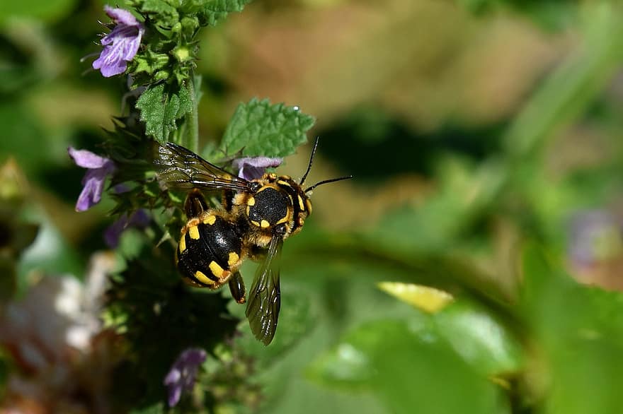 insekt, Bie, natur, blomst, dyr, blomstre, pollen, hage, nektar, anlegg, pollinering