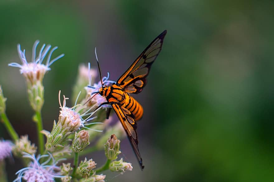 insetto, falena vespa, fiore, Amata Huebneri, falena, animale, naturale, natura, macro