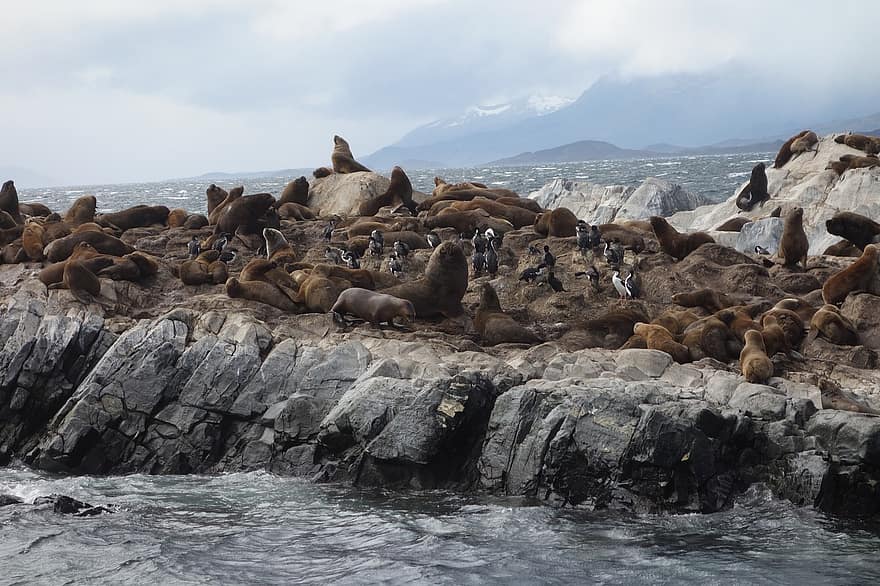 морски лъвове, крайбрежие, скали, канал на бигъл, Аржентина, Патагония, природа, фауна