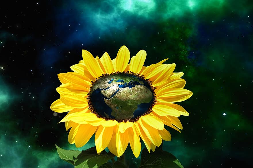Europe, Africa, Asia, Sunflower, Globe, Space, Flower, Blossom, Bloom, Plant, Earth