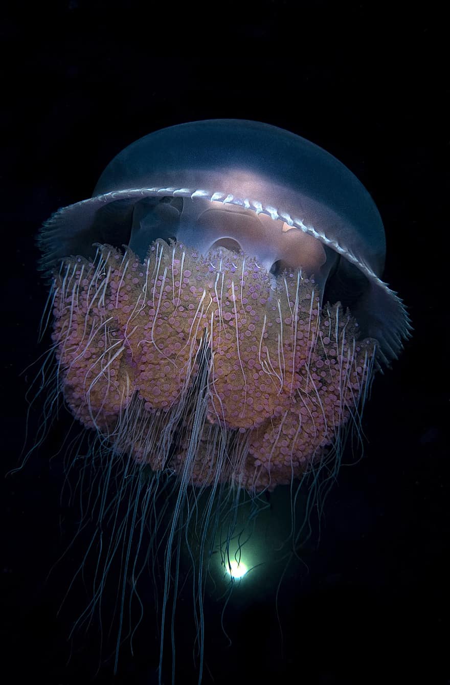 медуза, под вода, Cnidaria, създание, морско животно, животински свят, природа, животно, черно, пространство, цвят