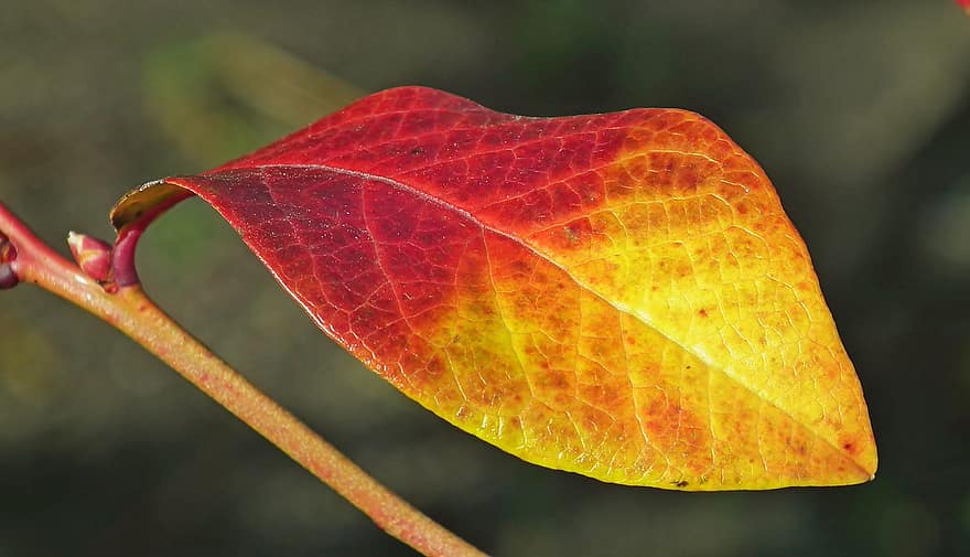 листо, Лист от боровинка, есенни цветове, есен, шума