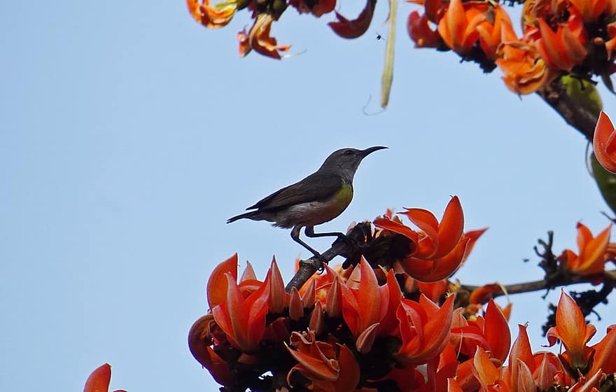 sunbird, ocell, aviària, vida salvatge, Índia, primer pla, flor, branca, multicolor, bec, ploma