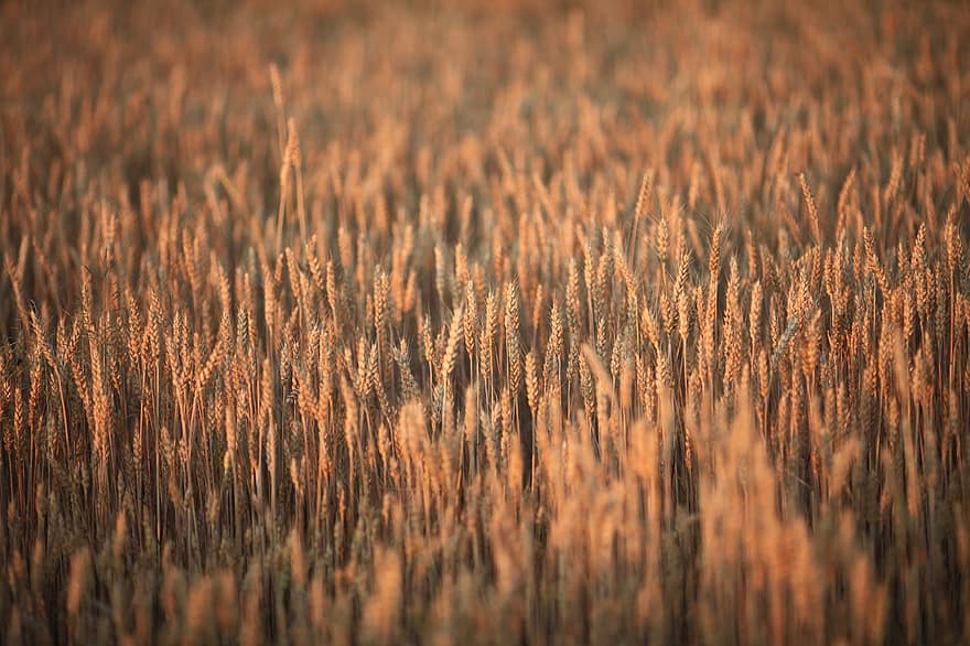 campo de trigo, trigo, milho, campo, agricultura, verão, campo de grãos, amarelo dourado, orelha de trigo, natureza, origens