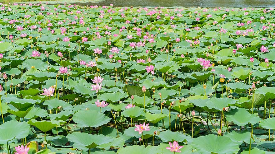 Lotus, Flowers, Plants, Pink Flowers, Water Lilies, Buds, Bloom, Aquatic Plants, Lotus Leaves, Pond