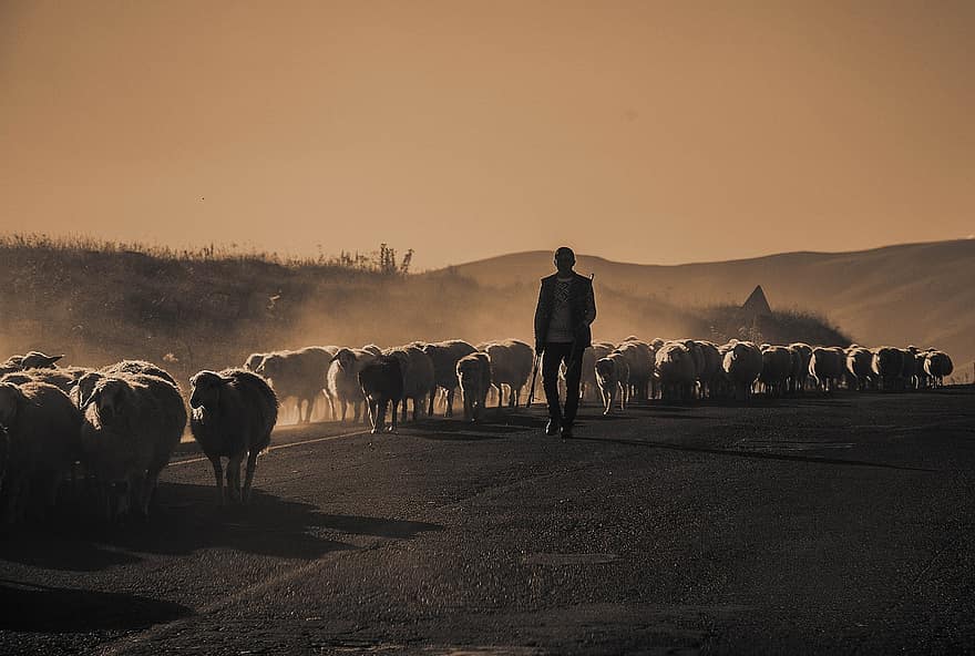 păstor, oaie, apus de soare, animal, Munte, ceaţă, natură, fermă, agricultură, rural, bărbați