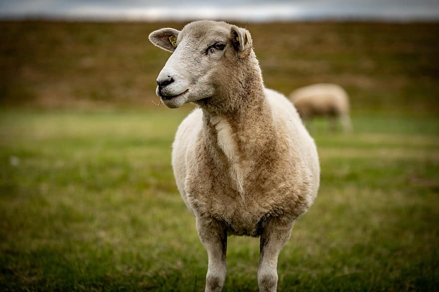 ovelha, animal, mamífero, estoque vivo, ovelha doméstica, ruminante, ungular, panorama, natureza, Prado, grama